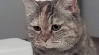 แมวน้อยแค่อยากรออาหารเช้าสักคำ