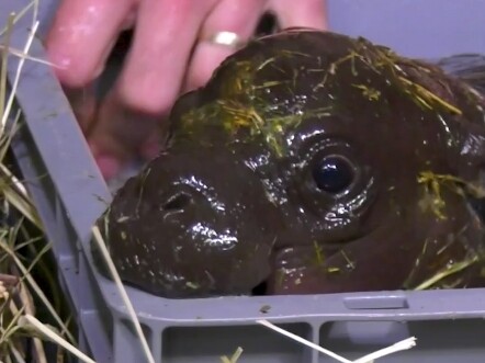 Congratulations on winning a seaweed-flavored chocolate dirty bun!