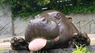 Thật là một thứ dễ thương...xấu xí