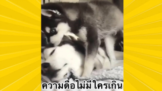 สัตว์เลี้ยงเพื่อนขนปุย: ความดื้อไม่มีใครเกิน