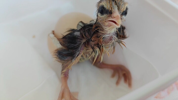 After 21 days of incubation, an egg has hatched into a chick.