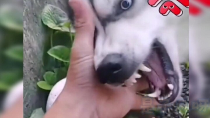 Dog: Damn it, the more I think about it, the angrier I get!