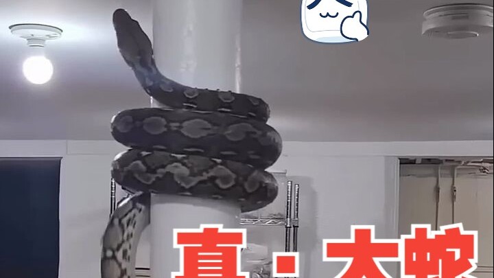 大蛇！😂真真的，头一次见到这种场景！