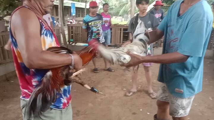 7 year's old balda kanan. Laban stag iba pag magulang ang Manok