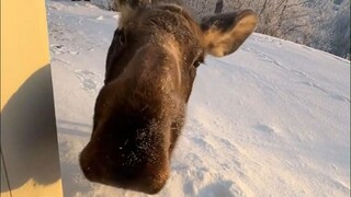 A netizen living in Alaska encountered a cute and goofy little moose coming to their doorstep beggin