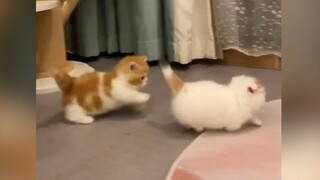 "This cat...made me happy for days"