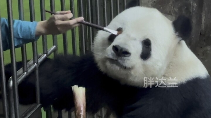 1.27 The “Huanglian” dad is giving Meng’er a hard time; today, instead of just backing down, Meng’er