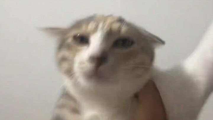 Ketika aku memiliki seekor kucing yang sangat istimewa