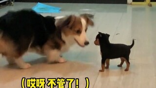 救，修勾摸头~真的好可爱啊~一整个被萌化了#狗狗 #治愈