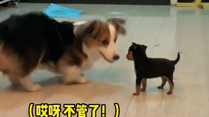 Save me, woofy pat on the head~ So adorable! I'm totally melted by cuteness! #dog #healing