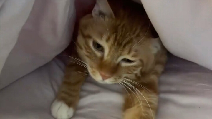 This is when the kitten smell is strongest!