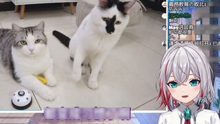 Japanese natural little sister watching "How cute is the cat when it tries hard to complain?"