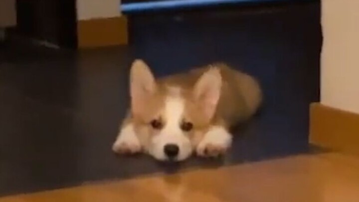 Video Anjing Patuh