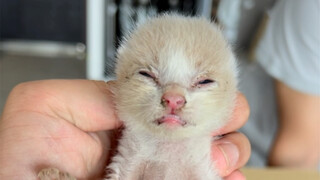 黄油手孔老师终于抓到猫了