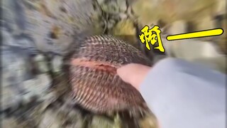 盘点网络热门贝类的叫声
