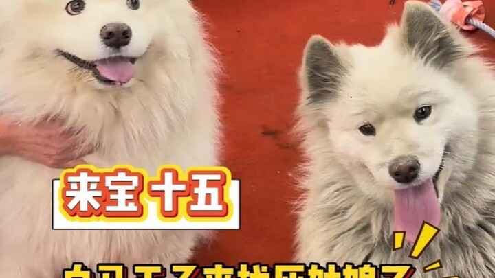 “Không thể trắng” và “ngủ không tỉnh” của giới Samoyed rốt cuộc đã gặp nhau rồi!
