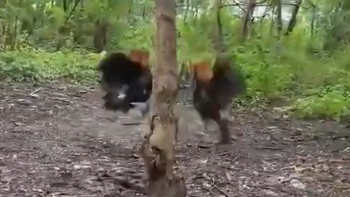 Sweater Dom "BATOMAN" Stag