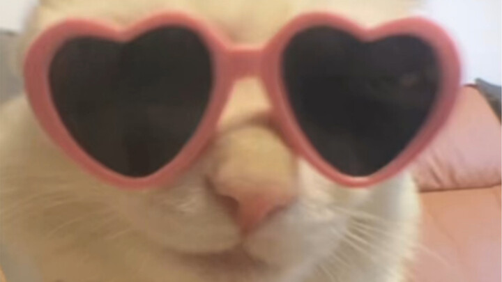 مياو: ها، أليست المرأة ترى أنني وسيم؟