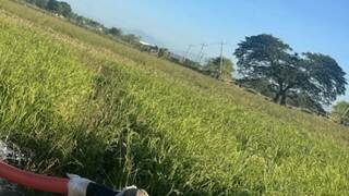 快樂的秘訣是不要細想,不要深究,快樂本就難得,一多想就什麼都沒了。