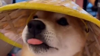 The Jianghu is not about cats beating dogs and killing them, but about cats loving and dogs fighting
