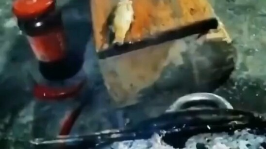 Kitten Grilled Fish