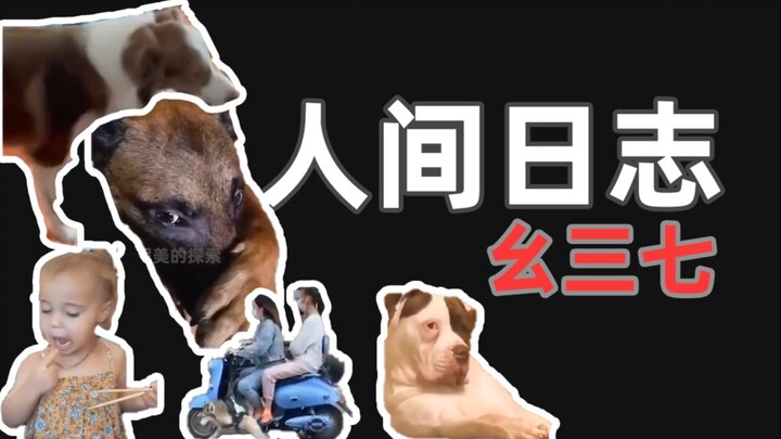 【บันทึกการสังเกตมนุษย์】137 หมาพูดว่า: แกนี่มันหมาจริงๆ