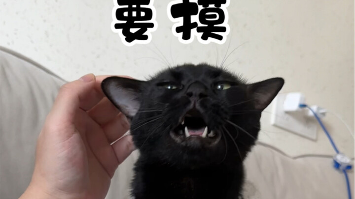 Lizi: I never expected to be defeated by a cat.