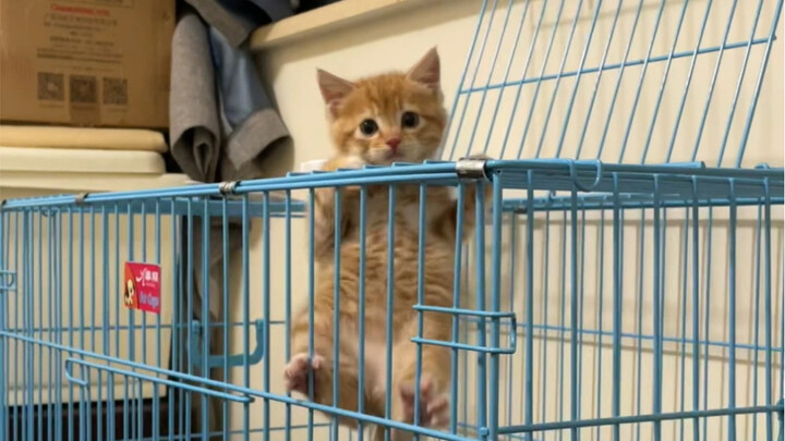 Mèo cam có phải đều háu ăn vậy không?