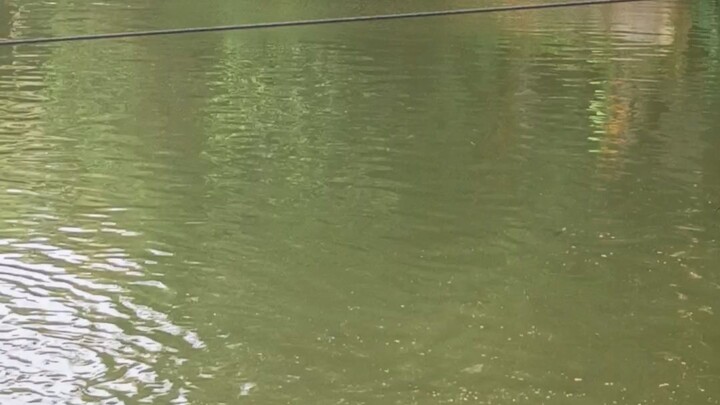 After feeding the fish