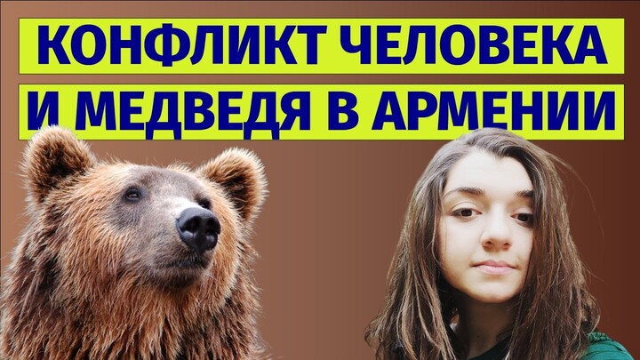 КОНФЛИКТ ЧЕЛОВЕКА И МЕДВЕДЯ В АРМЕНИИ #медведь #выживание #безопасностьвлесу #дикаяприрода