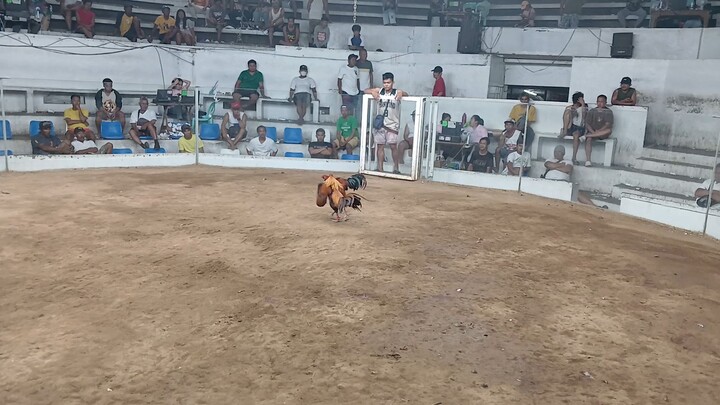 melsims black 1x winner pa sya dito naka 3 panalo to pero patay din sa pang 3