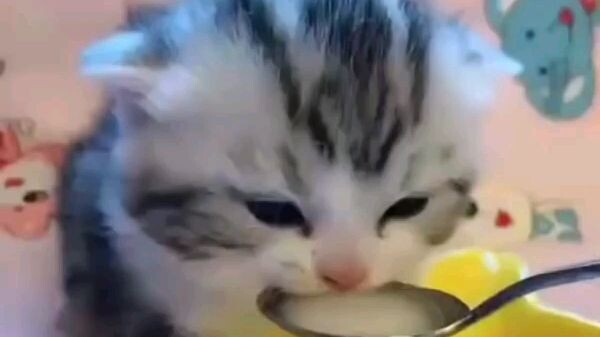 Cute cat drinking milk 🥛