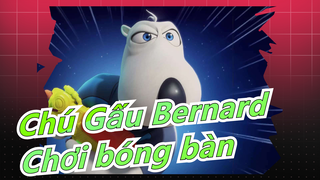 Chú Gấu Bernard -Chơi bóng bàn và hơn thế