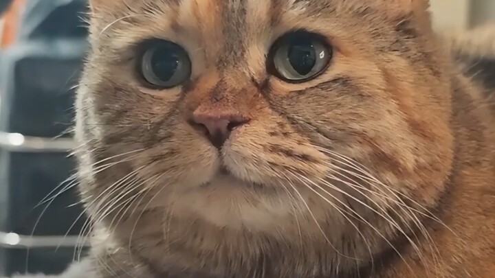 下次不要往小猫饭里加这么多水了，好吗？