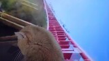 [Animals]Faking a roller coaster experience for my cat