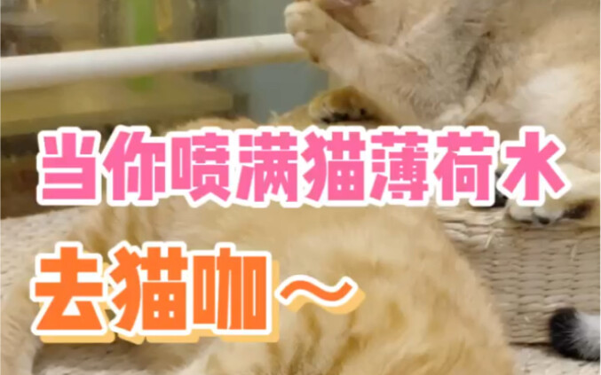 Ternyata semua kucing memang tak bisa menolak catnip! Haha haha haha! Jumlah catnipnya benar-benar m