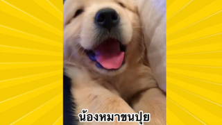 สัตว์เลี้ยงเพื่อนขนปุย : น้องหมาขนปุย