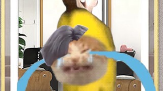 Cat got a haircut today, but banana cat was upset...