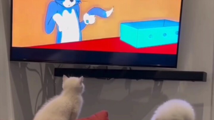 Kitten: Horror Movie