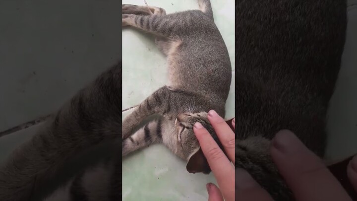 chú mèo hiếp hốp