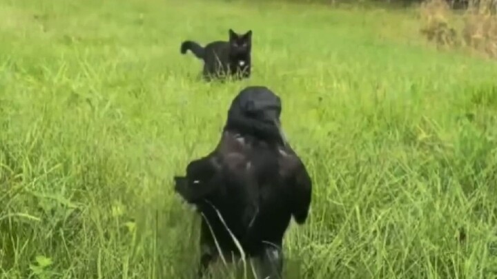 Menyelamatkan seekor burung gagak kecil, ternyata malah dibawa masuk ke dunia dongeng