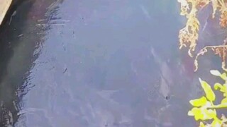 ikan rambeuu di keramba