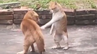 Coba saya periksa!