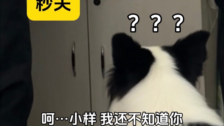 Dog Owners vs. Cat Owners: Moments That Instantly Resonate