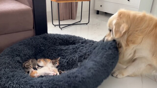 เปเล่ขี้โมโหและลูกแมวขี้เกียจ