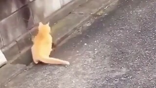 kelakuan kucing yang bikin ngakak