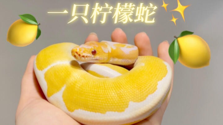 好长好长一颗柠檬？