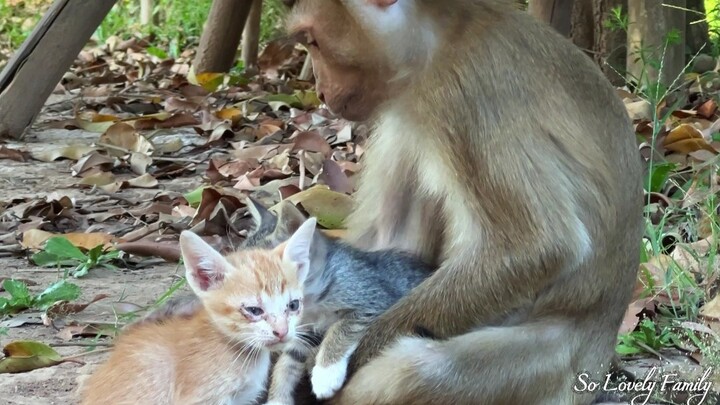 【Cô Mèo Dịu Dàng】