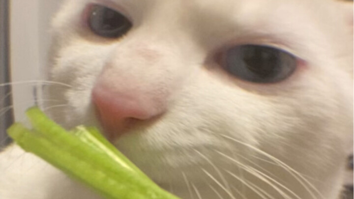 Became Popeye the Cat—eating spinach!