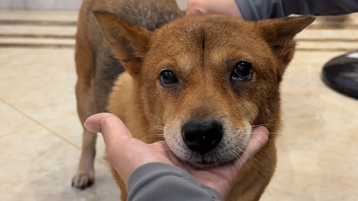 Một nửa đùi gà lại khiến chú chó già 13 tuổi “vỡ trận”!